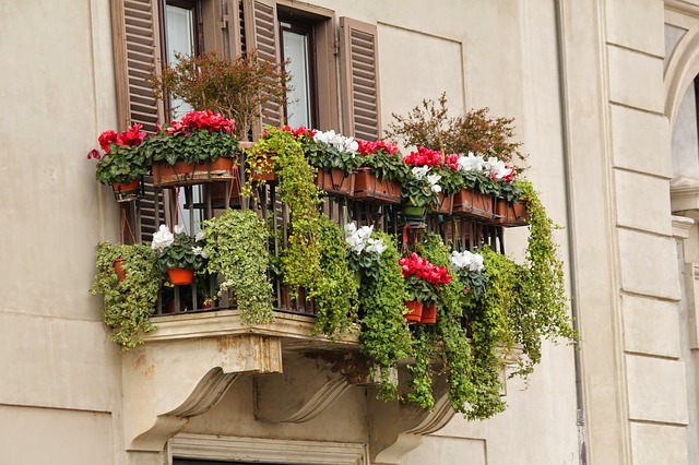 wiosna 2020 rośliny balkonowe