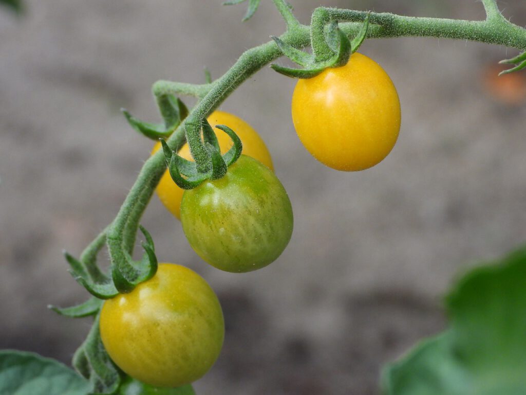pomidorki koktajlowe na balkonie