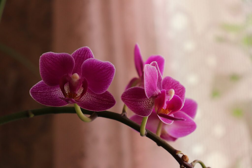 ćma orchidea