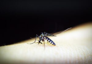 Jak odstraszyć komary?