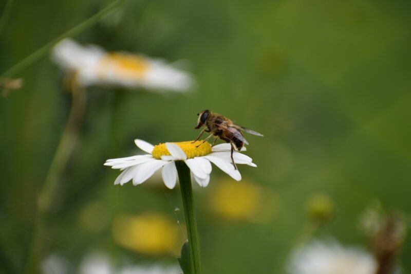 Łąki kwietne dla pszczół - dlaczego są ważne?