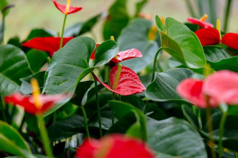anturium kwiat doniczkowy kwitnący na czerwono
