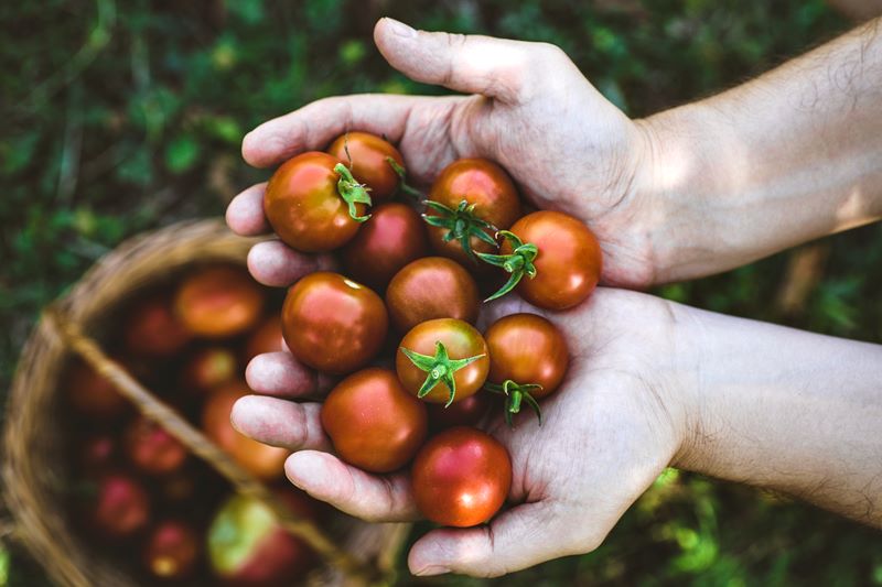co ile sadzić pomidory