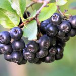 aronia berries, black chokeberry, plant
