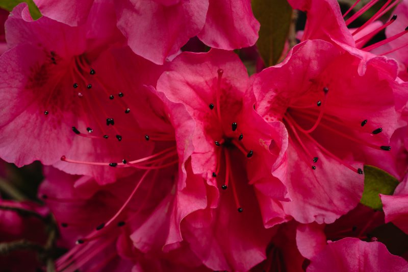 Bright pink flowers in close up photography