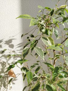 Close up of ficus benjamina plant