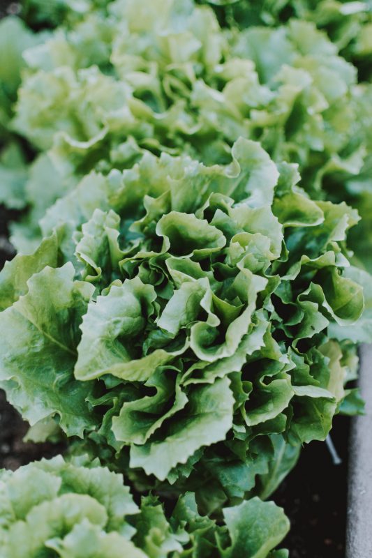 Close up photo of green vegetable