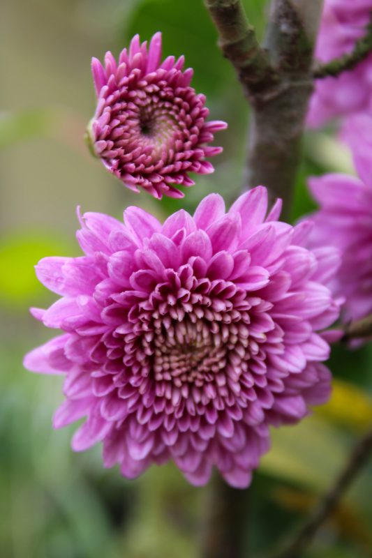 Close up shot of blooming purple flowers