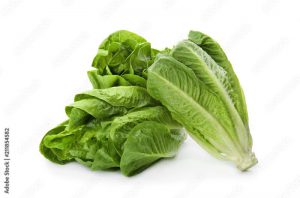 Fresh ripe cos lettuce on white background