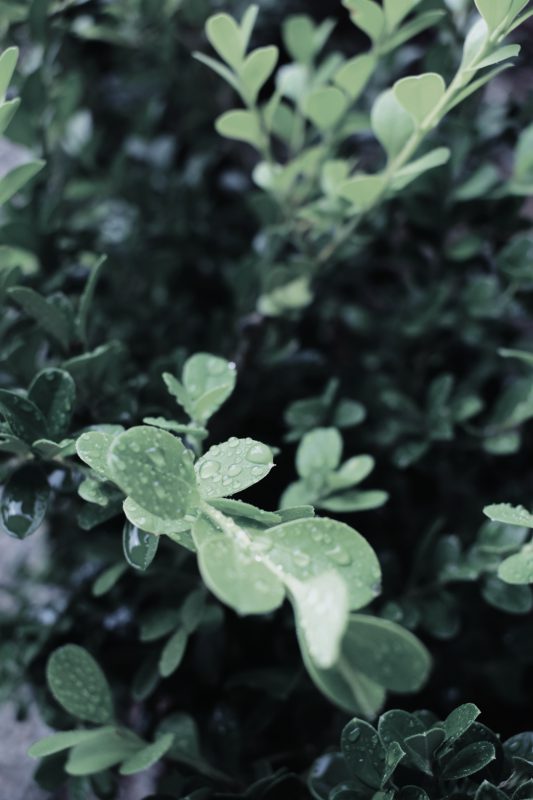 Green leaves of buxus microphylla plant with morning dew