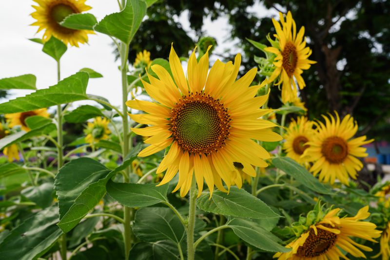 Photo of a blooming sunflower in a sunflower field