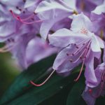 Purple flowers in close up photography