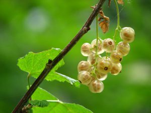 Yellow round cluster fruit close up photography