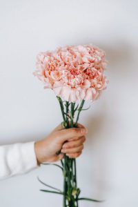 Bouquet of pink carnations against white background