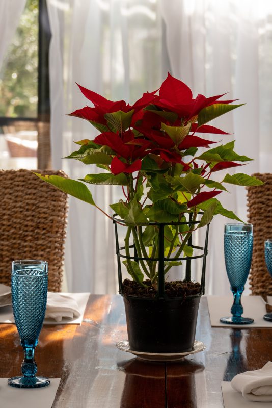 Close up of a poinsettia plant on a dining table
