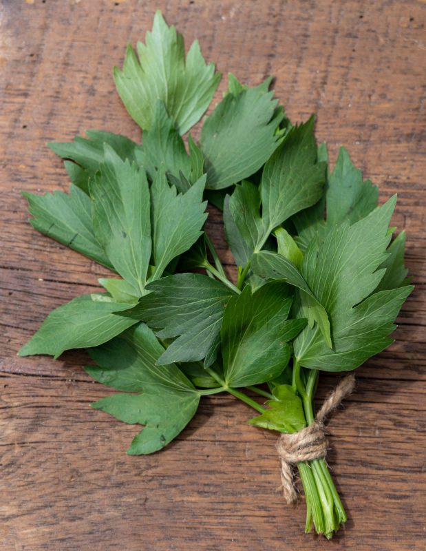Close up of lovage leaves
