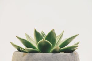 Green succulent plant