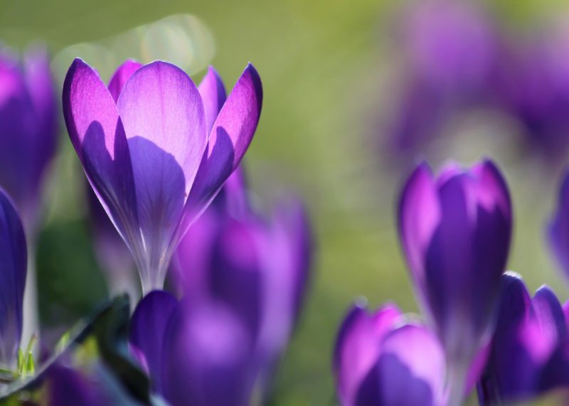Light nature flowers purple