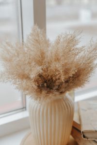 Pampas grass near window in room