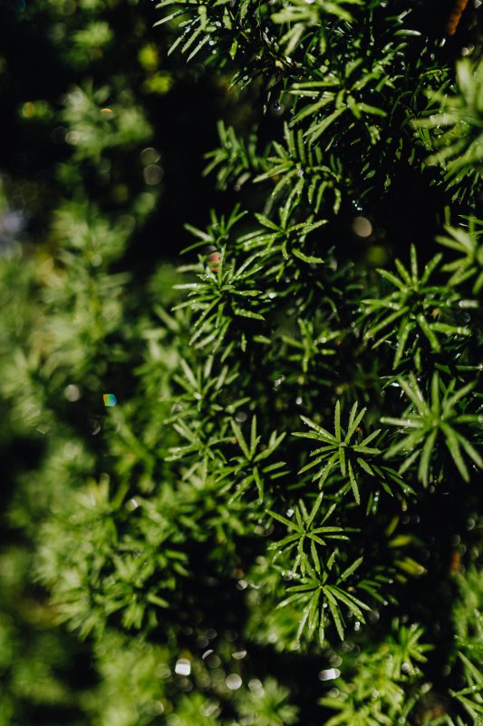 Photo of green english yew leaves