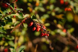 Red berries of barberry in garden