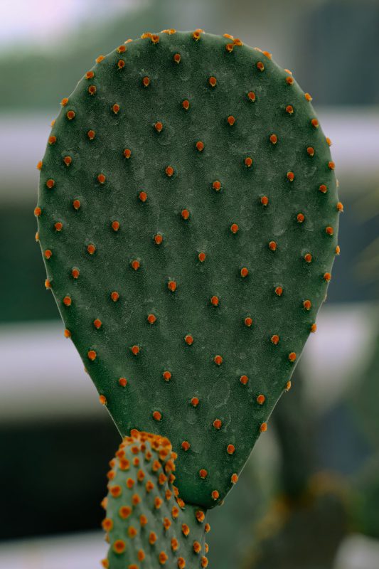 Red dotted green cactus leaf