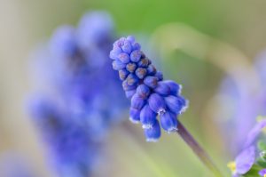 Selective focus of purple flower