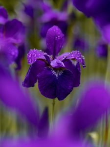 Selective focus photography purple petaled flower on field