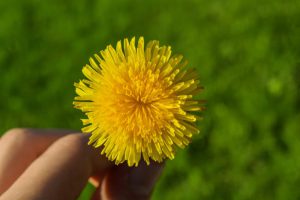 Yellow dandelion flower