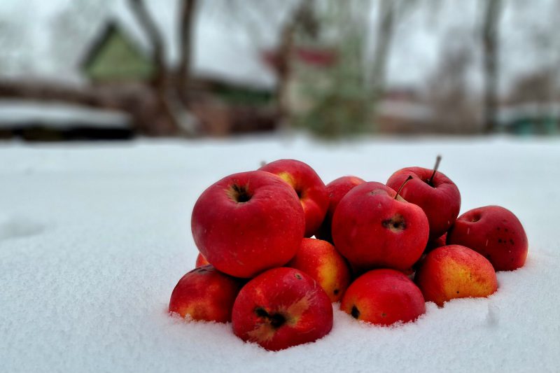 Apples on snow