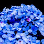 Blue petaled flower