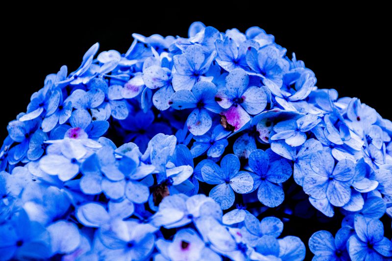 Blue petaled flower