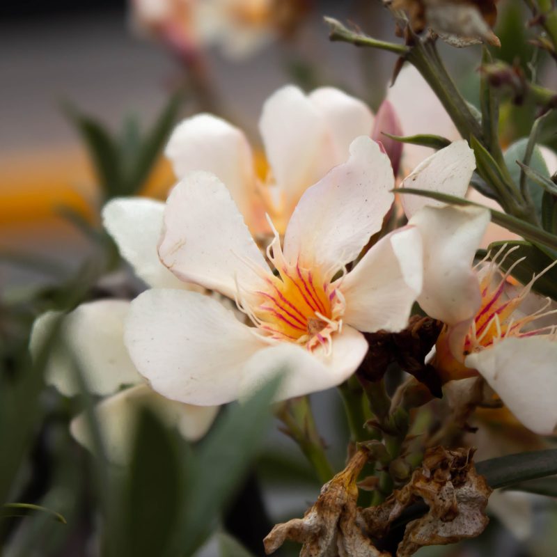 Close up of oleander flowers