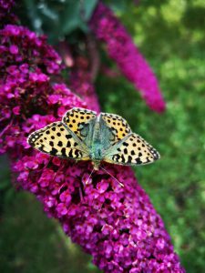 Close up shot of queen of spain fritillary on butterfly bush flowers