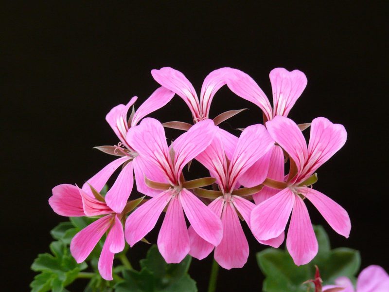 Flower pink bloom floral
