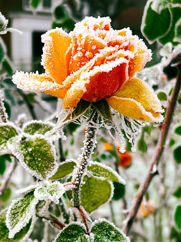 Frozen rose in the garden