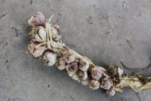 Garlic bundle on concrete floor