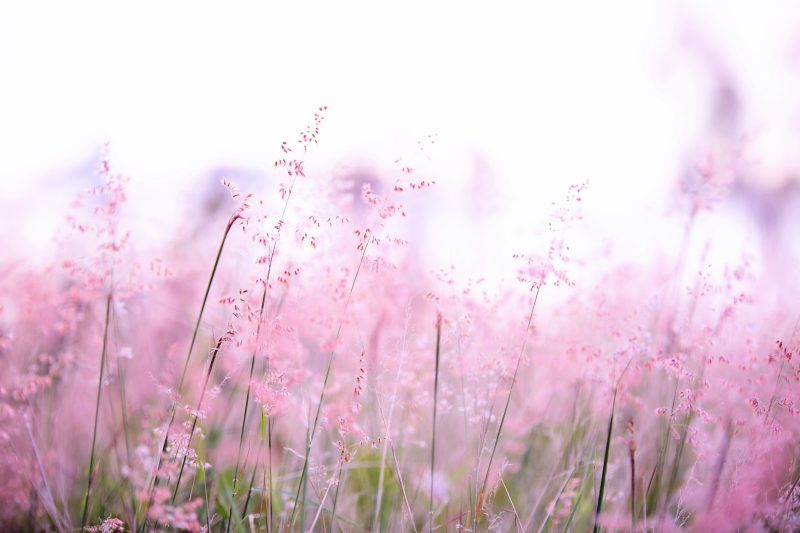 Pink flowers photography