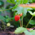 Selective focus photography of strawberry fruit