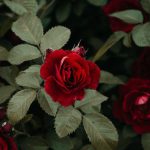 Shallow focus photography of red rose