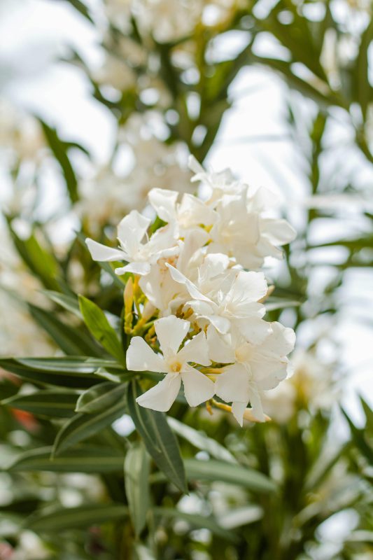 White oleander flowers with green leaves