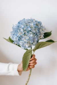 Faceless person with hydrangea flowers