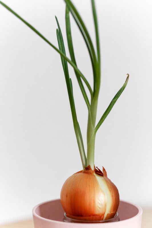 Onion in a pot