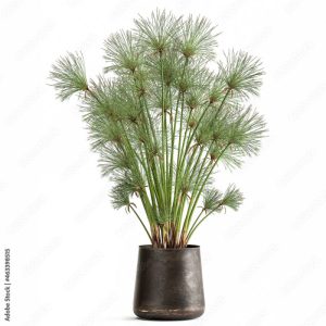 3D illustration decorative Cyperus papyrus in a rust flowerpot Isolated on a white background