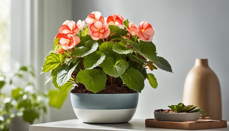 Begonia zimowa / Begonia elatior (Begonia × hiemalis)