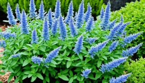 Perowskia łobodolistna 'Bluesette'