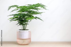 A beautiful Asparagus Setaceus plant (also known as Asparagus Fern) on a wooden surface, decorating the home interior
