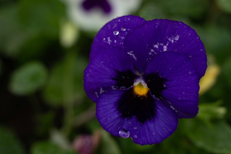 A close up shot of a pansy