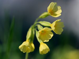 A yellow flowers in full blooom