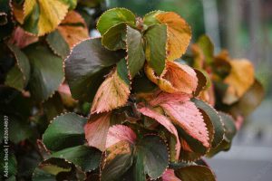 Acalypha wilkesiana (Also called copperleaf, Jacob’s coat, akalifa, dawolong) in the garden. Acalypha wilkesiana ointment is used to treat fungal skin diseases